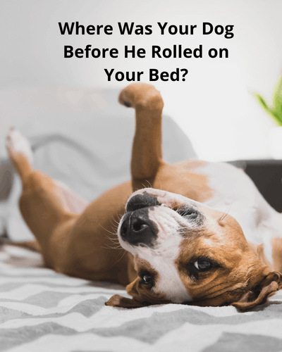 Dog on Bed Get Your Mattress Cleaned by Ecosuds in Hamilton