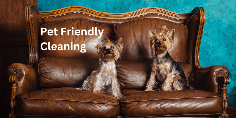 Dogs on Leather Sofa Cleaned by Ecosuds in Hamilton Ontario