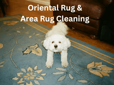 Dog on Area Rug that needs cleaning in Grimsby Ontario